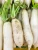 Import Cheap price 2020 new harvest fresh white radish from China