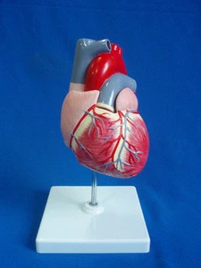 Cheaper Medical Human Teaching Model Of Heart Anatomical Model