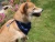Import China Factory Supplier British-Style Pet Plaid Triangle Bandana Collar Dog Cat Collar from China