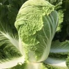 China Fresh Vegetables White High Water Content Cabbage
