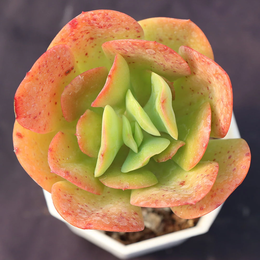 China nursery any of various succulent plants having flower-like stems