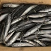 china supplier auxis tapeinosoma bonito fish with prices for canned