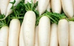 Chinese white fresh radish