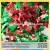 Import Christmas Holly and berries Table Confetti Whole Squad Ready from China
