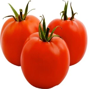 Clean and Fresh Tomato for sale