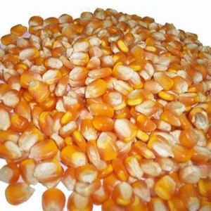 Corn Gluten Meal / Animal feed / Feed Grade Yellow Corn..