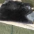 Import Custom colors Short wool Shearling Sheep skin from China