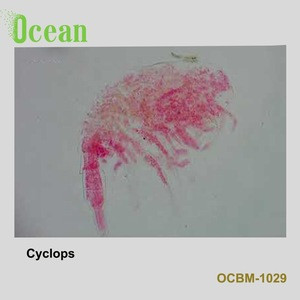 Cyclops slide for education used , prepared microscope slides