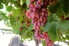 EGYPTIAN FRESH GRAPES ready to export for Bahrain air port