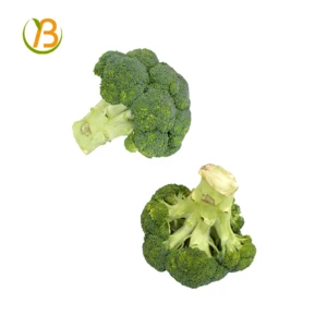 Experienced pass  good quality frozen green fresh broccoli piece