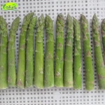 First Quality Deep Dark Green Fresh Frozen Green Asparagus Prices