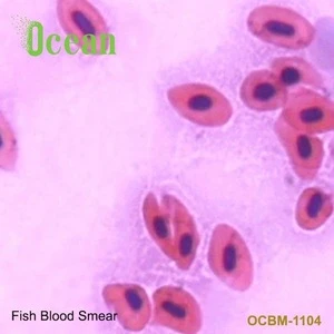 Fish Blood Smear zoology slides for medical research on prepared microscope slide
