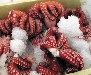 Fresh and frozen Octopus