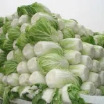 FRESH CELERY CABBAGE