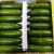 Import Fresh Cucumber from Egypt