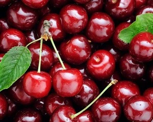 Fresh Dark Red Cherries / Fresh Cherries Fruits