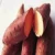Import Fresh Egyptian Sweet Potato from Egypt