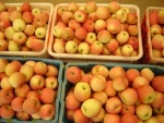 fresh fruit