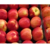 Fresh Fuji Apple Fruit, red Fuji apples, fresh custard apple fruit/delicious apple fruit/mature apples fruit for Sale
