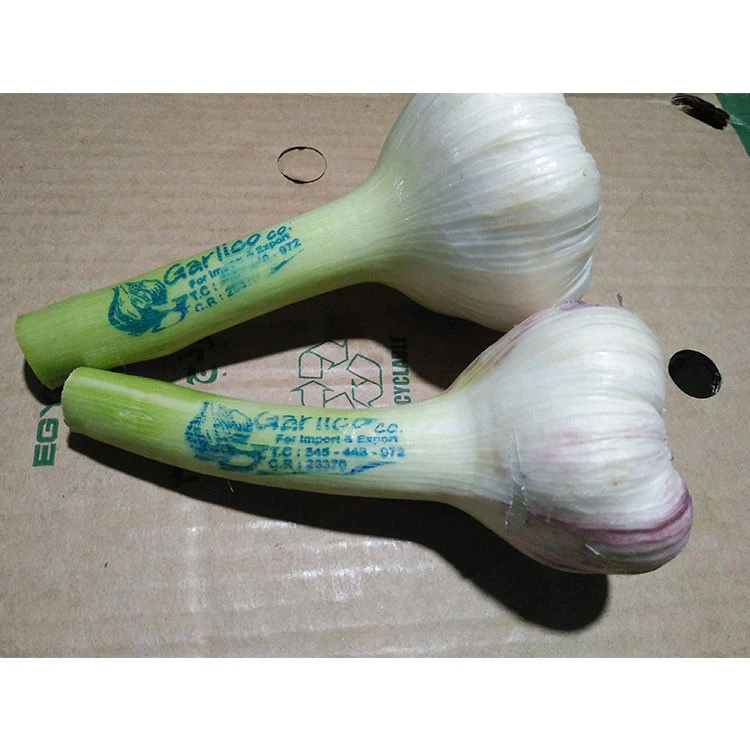 Fresh Garlic Offer Different Garlic Packaging Fresh Garlic With Good Price