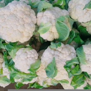Fresh High Quality White Cauliflower
