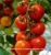 Import Fresh Indian Tomatoes from India