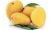 Import Fresh Quality South African Mangoes from South Africa