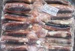 Frozen Argentine illex Squid / Illex Argentina Squid