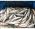 Import Frozen mackerel Scomber scombrus Sea Food Fish from China