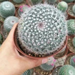 Garden Cactus Succulent Plants Nursery Mammillaria Hahniana live cactus plants