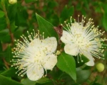 Garden Myrtle Myrtus communis young plants for planting