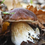 Grade A delicious boletus edulis porcini mushroom
