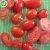 Import High quality 18-30mm IQF frozen bulk organic half tomatoes from China