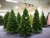 Import High Quality 5M 10M Giant Christmas Tree for Christmas Holiday Celebration from China