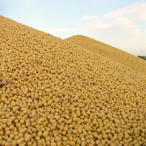 High quality and price cheap for sale Soy Protein non-gmo organic Soybean