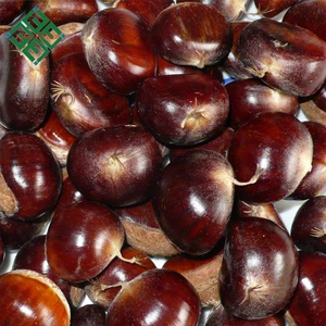 High Quality Chestnuts for sell