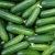 Import High Quality Fresh Cucumber for sale from Ukraine