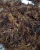 Import High Quality Wild Harvested Purple Sea Moss From Vietnam from China