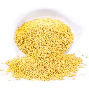 Hight Quality Chinese Dried Glutinous Yellow Millet