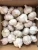 Import hot sale Chinese fresh normal white garlic for wholesale from China