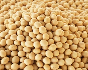 hot sale soybean /soybean seed with cheap price