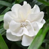 Ivory White Large Hydrangea Hair Flower Accessories in Hairgrips 10HA