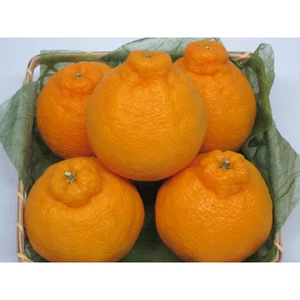 Japanese citrus king juicy squishy orange fresh beverage fruit