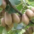 Import Kiwi Fruit from India