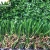 Import Landscape Decoration PE turf Fake Roll Lawn Indoor And Outdoor Green Garden Artificial Grass Carpet from China