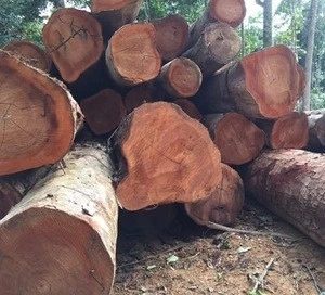 Logs and sawn Kosso and Padouk and Ayous Timber available