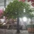 Import Looks Old Artificial Big Oak Trees Ficus Tree for Decoration from China