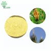 Make your life more healthier natural bee pollen bulk pine pollen powder