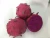 Import Malaysia Premium Fresh Red Dragon Fruit from Malaysia