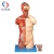 Import Medical Human Body Muscles Anatomical Simulator Human Body Model with Internal Organ from Pakistan